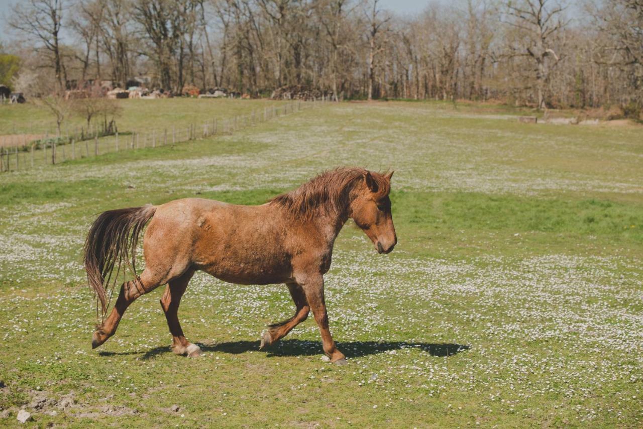 La Ferme De Bousserand Pontours Exteriér fotografie